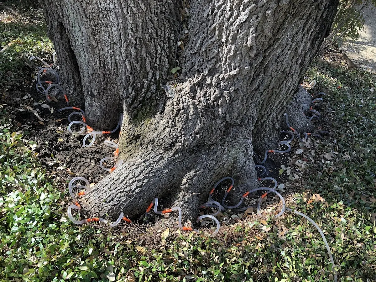 Detailed Shrub and Hedge Trimming job site in Tow