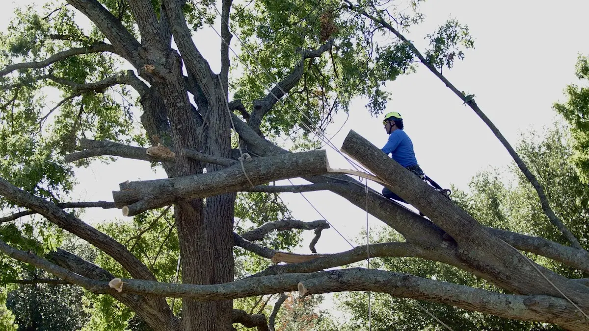 Professional Crown Thinning performed by certified arborists in Tow